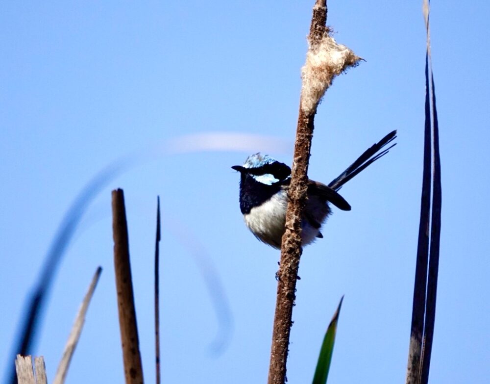 Image of a Superb Fairy-wren