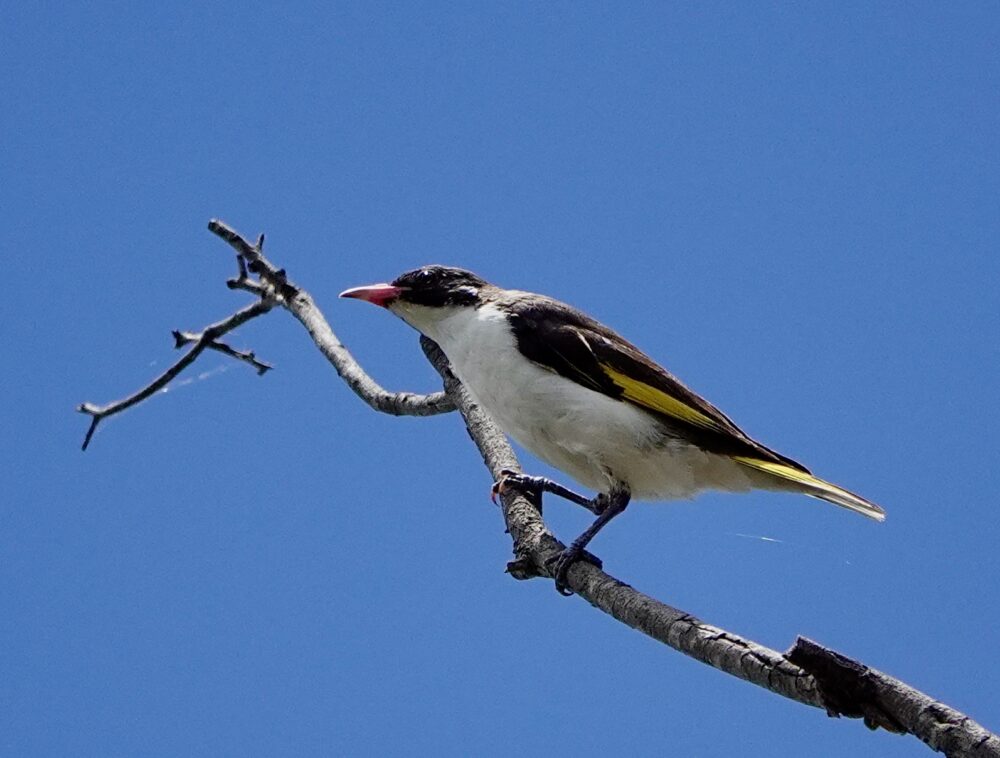 Image of a Painter Honeyeater