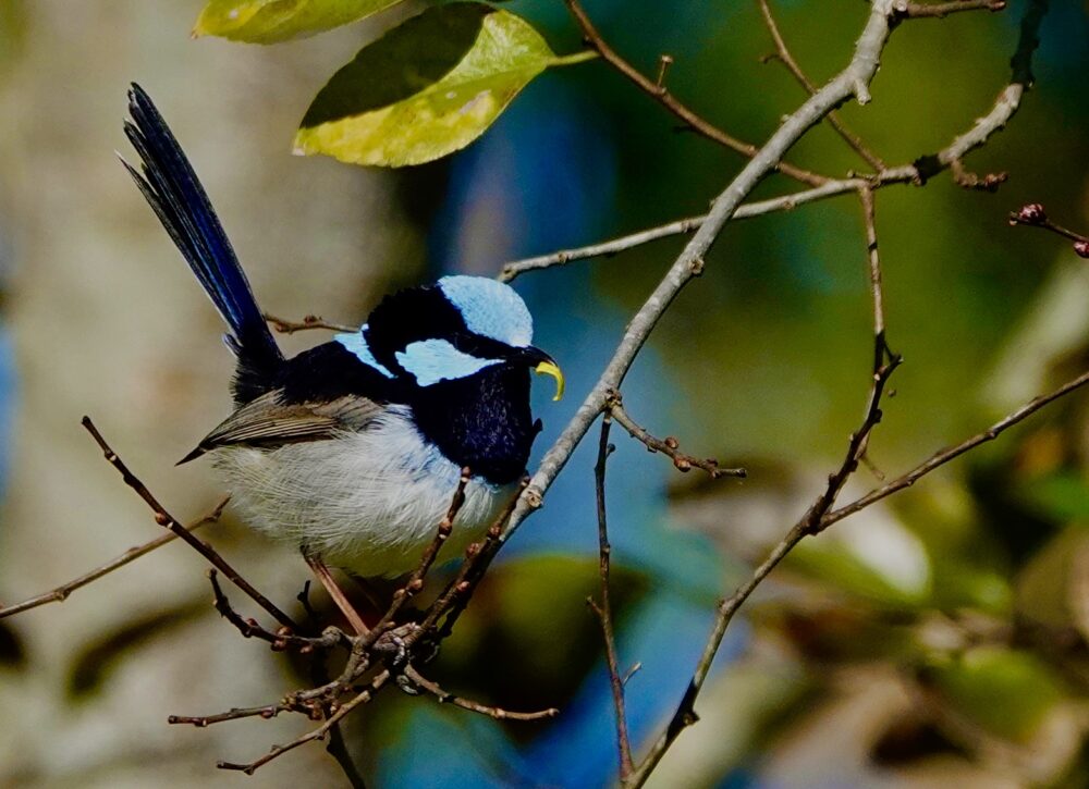 Image of a Superb Fairy-wren