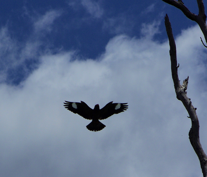 Image of a DollarBird Landing