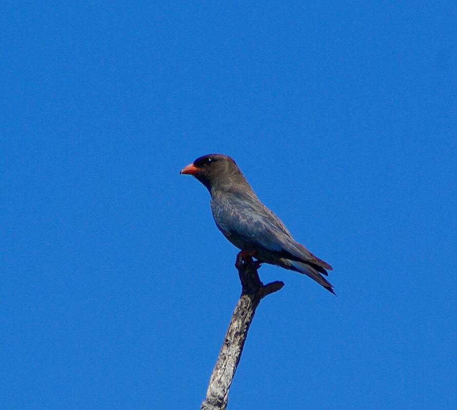 Image of a Dollarbird