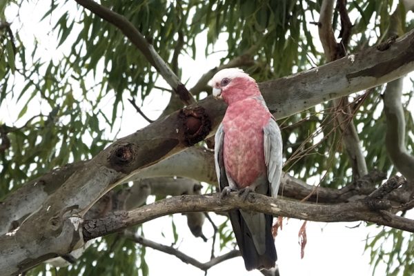 Image of a Galah