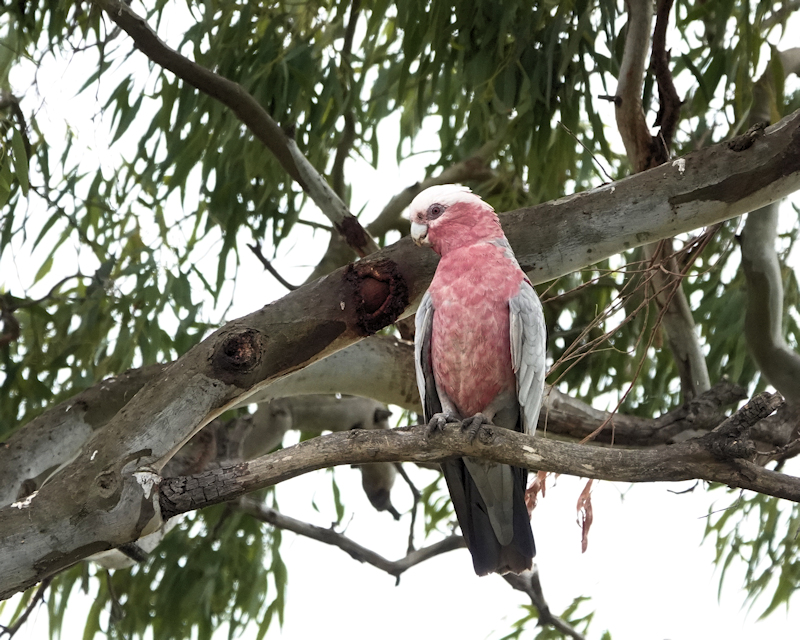 Image of a Galah