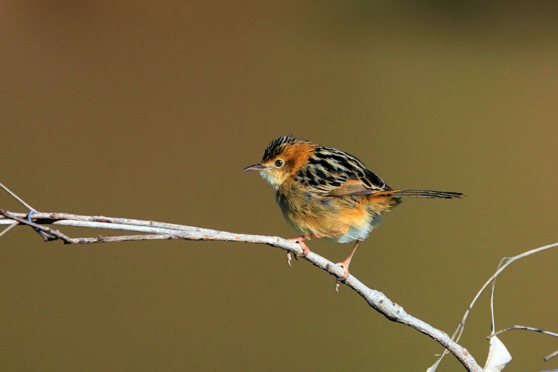 Image of a Golden-headed Cisticola