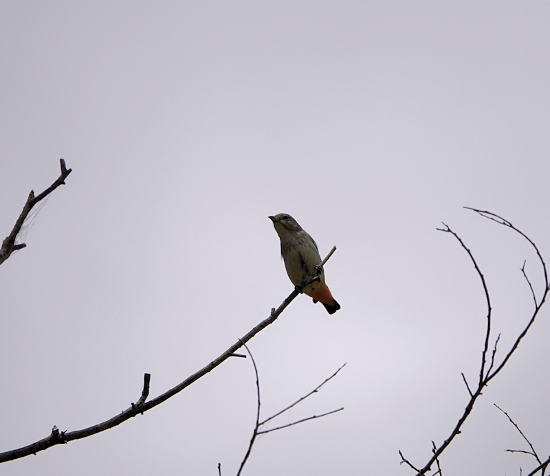 Image of a Mistletoebird