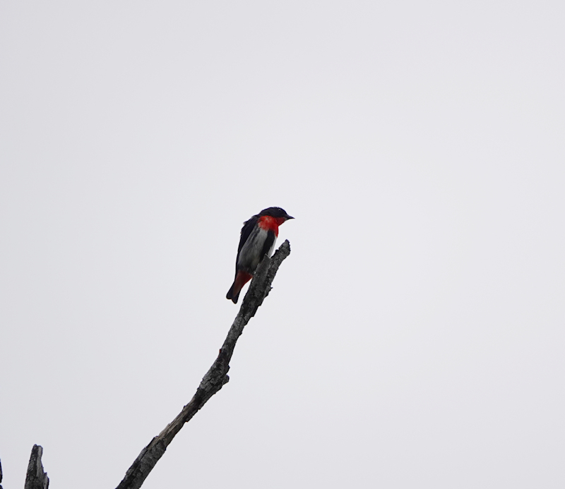 Image of a Mistletoebird