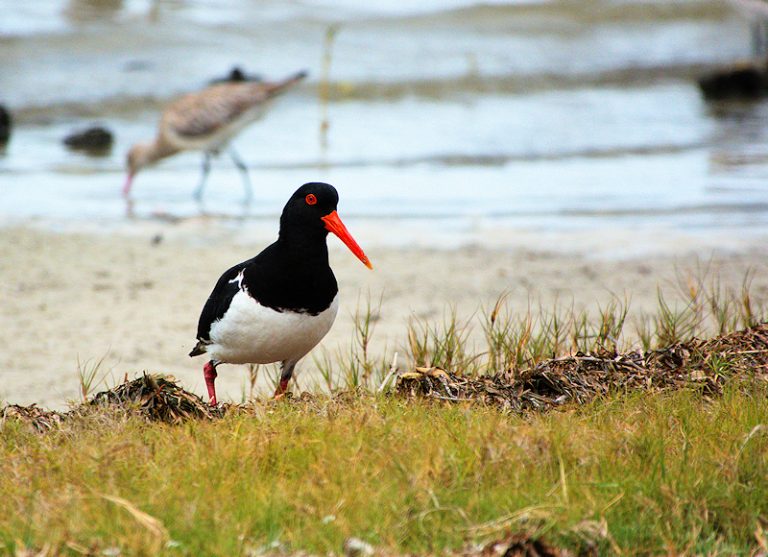 Australian Pied Oystercatcher