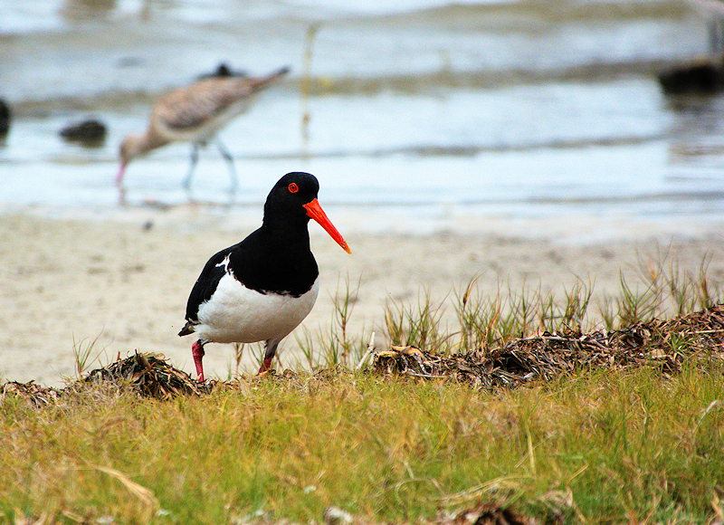 Image of a Australian Pied Oystercatcher