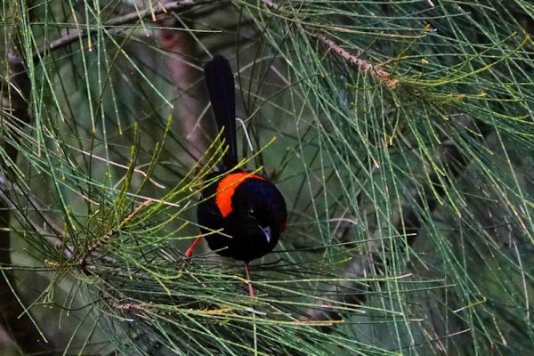 Image of a Red-backed Fairy-wren