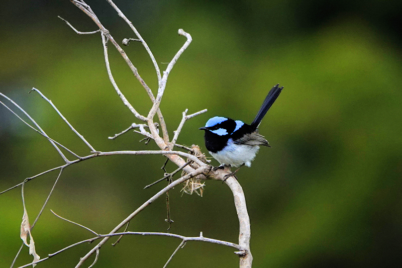 Image of a Superb Fairy-wren