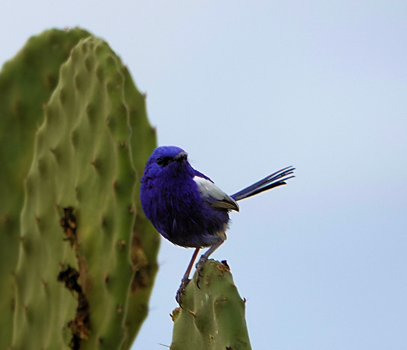 Image of a White-winged Fairy-wren