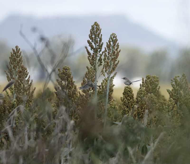 White-winged Fairy-wren female