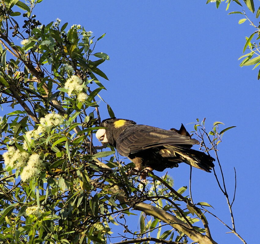 Image of a Yellow-tailed Black-Cockatoo