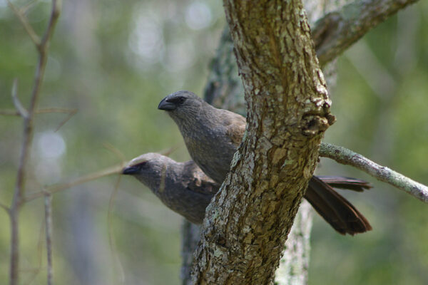 Image of a Apostlebird