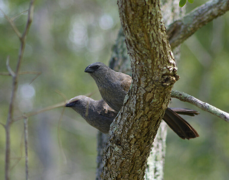 Image of a Apostlebird