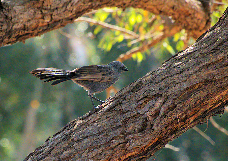 Image of a Apostlebird