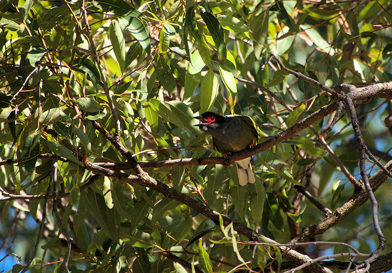 Image of a Australasian Figbird