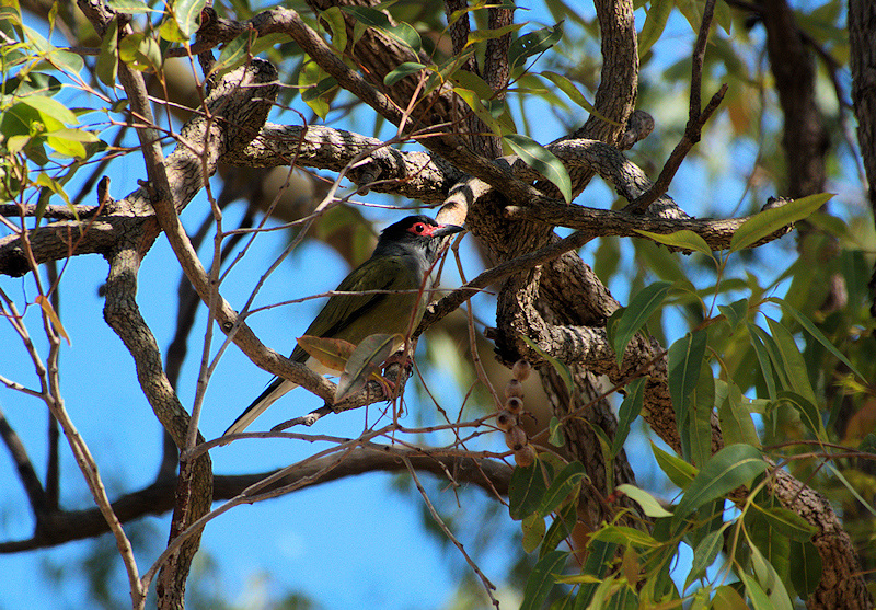 Image of a Australasian Figbird