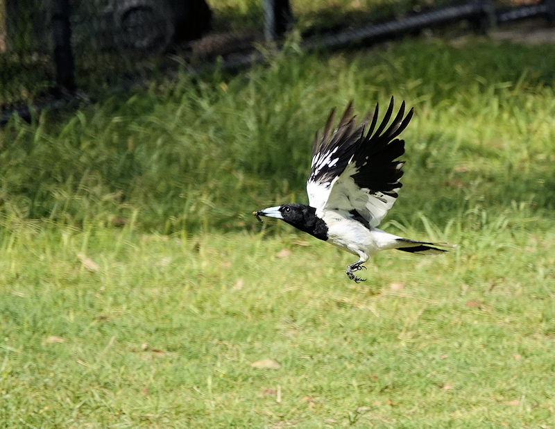 Image of a Australian Magpie