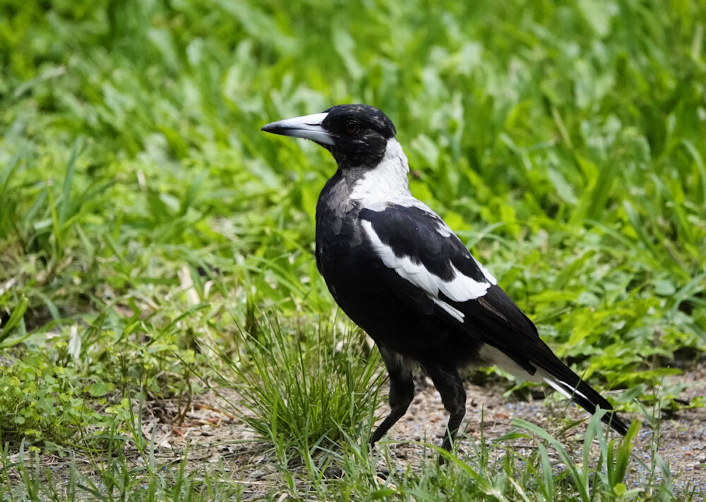 Image of a Australian Magpie