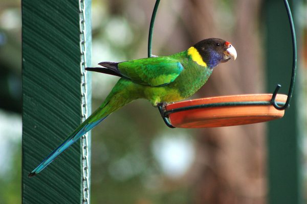 Image of a Australian Ringneck