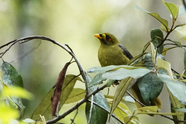 Image of a Bell Miner