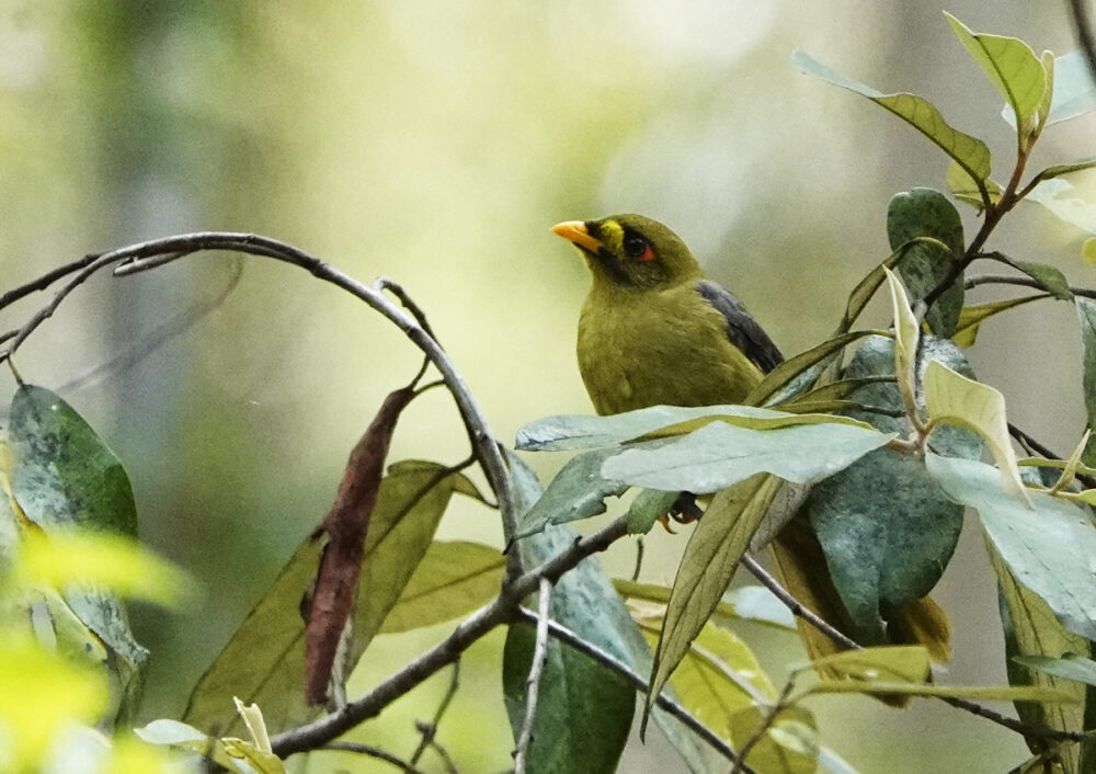 Image of a Bell Miner