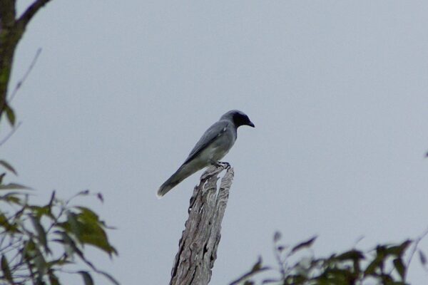 Image of a Black-faced Cuckoo-shrike