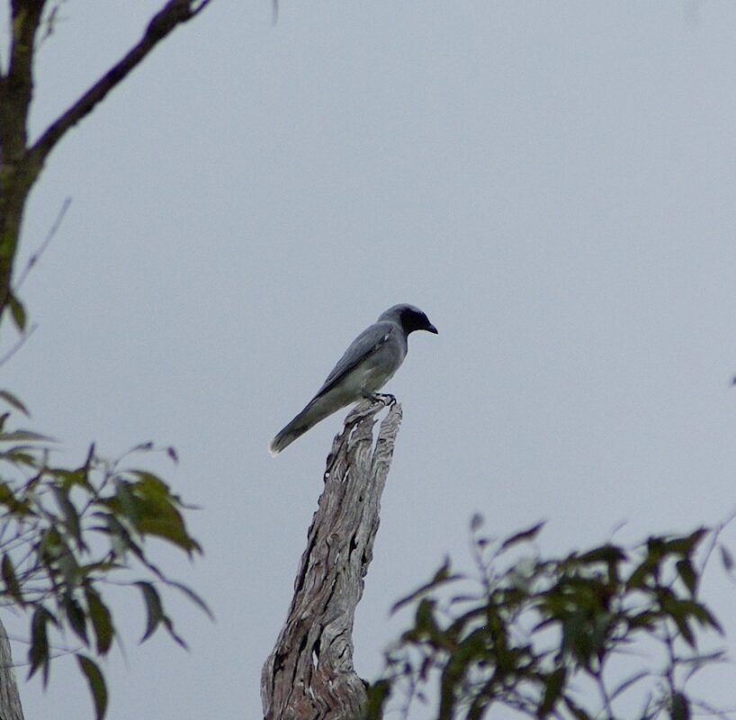 Image of a Black-faced Cuckoo-shrike