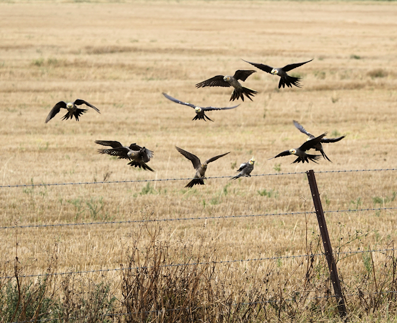 Cockatiel Flight Flock