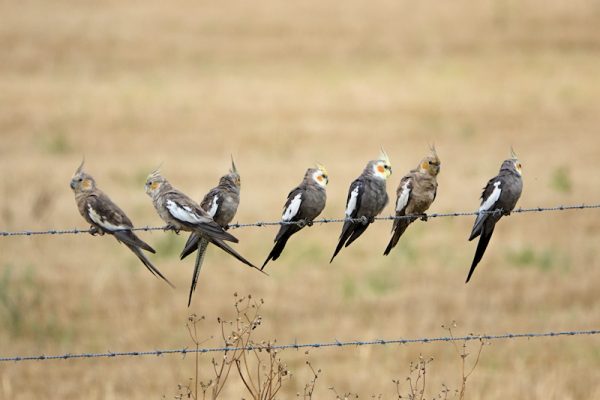 Image of a Cockatiel flock