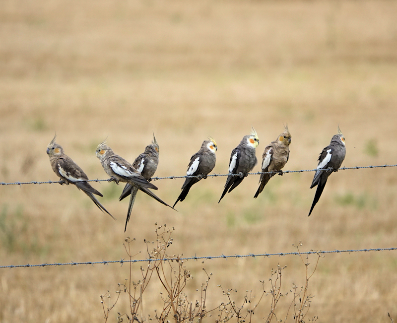 Image of a Cockatiel flock