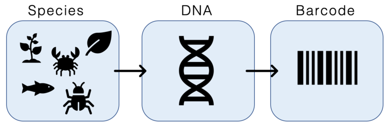 DNA Barcoding diagram