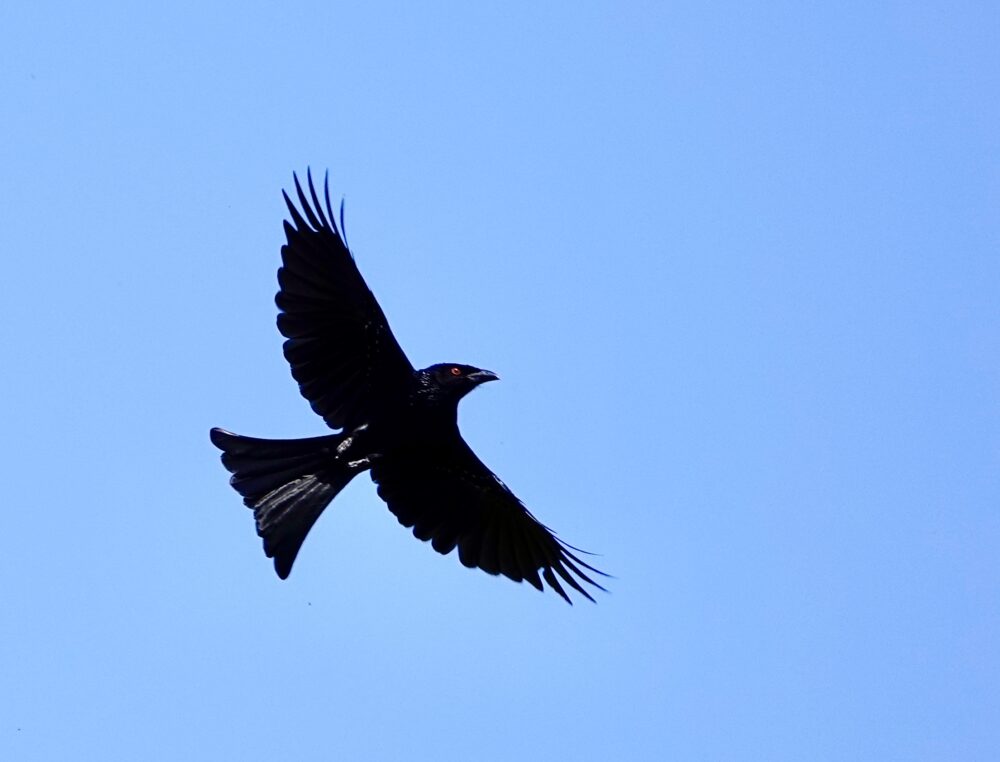 Image of a Spangled Drongo