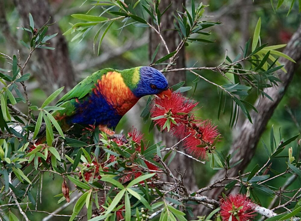 Image of a Rainbow Lorikeet