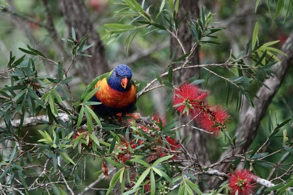 Image of a Rainbow Lorikeet