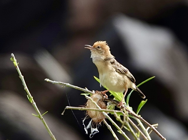 Image of a Golden-Headed Cisticola