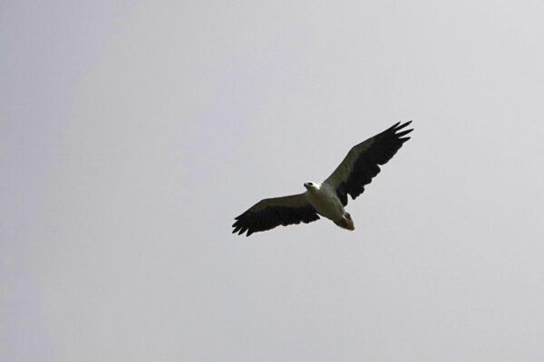 Image of a White-bellied Sea-eagle