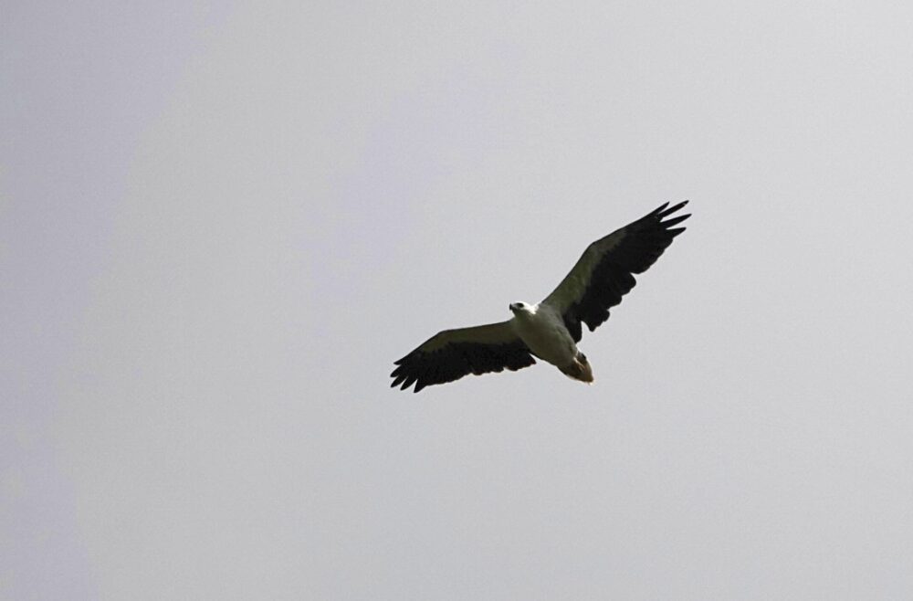 Image of a White-bellied Sea-eagle