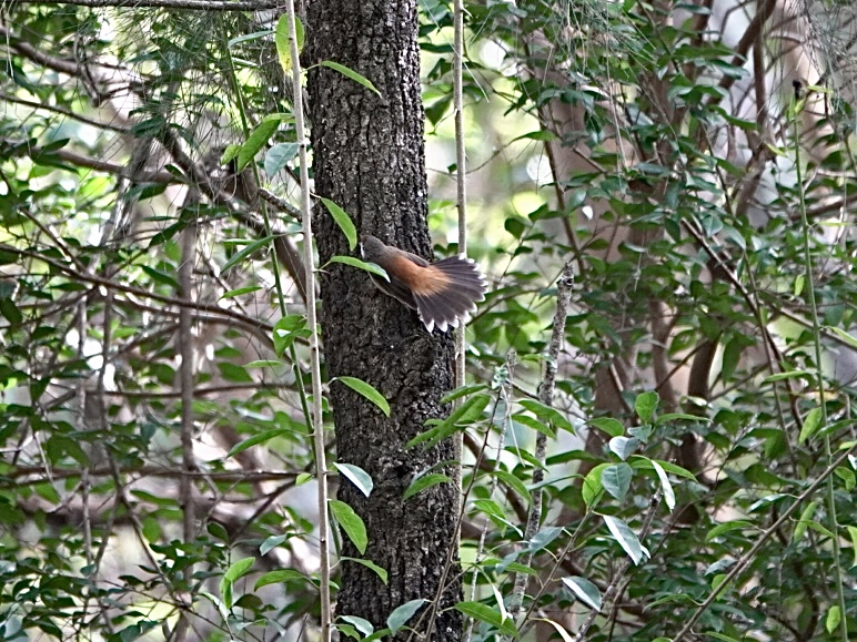 Image of a Rufous Fantail