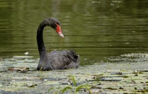 Image of a Black Swan