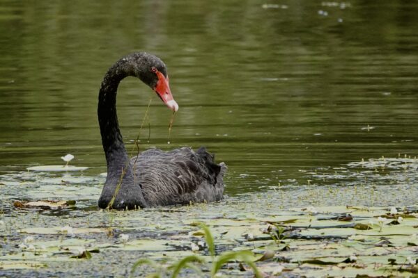 Image of a Black Swan