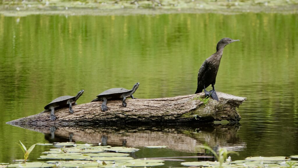 Little Black Cormorant