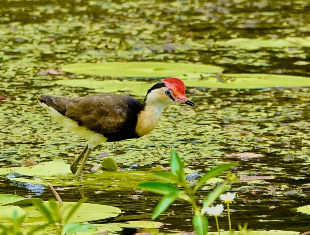 Image of a Comb-crested Jacana