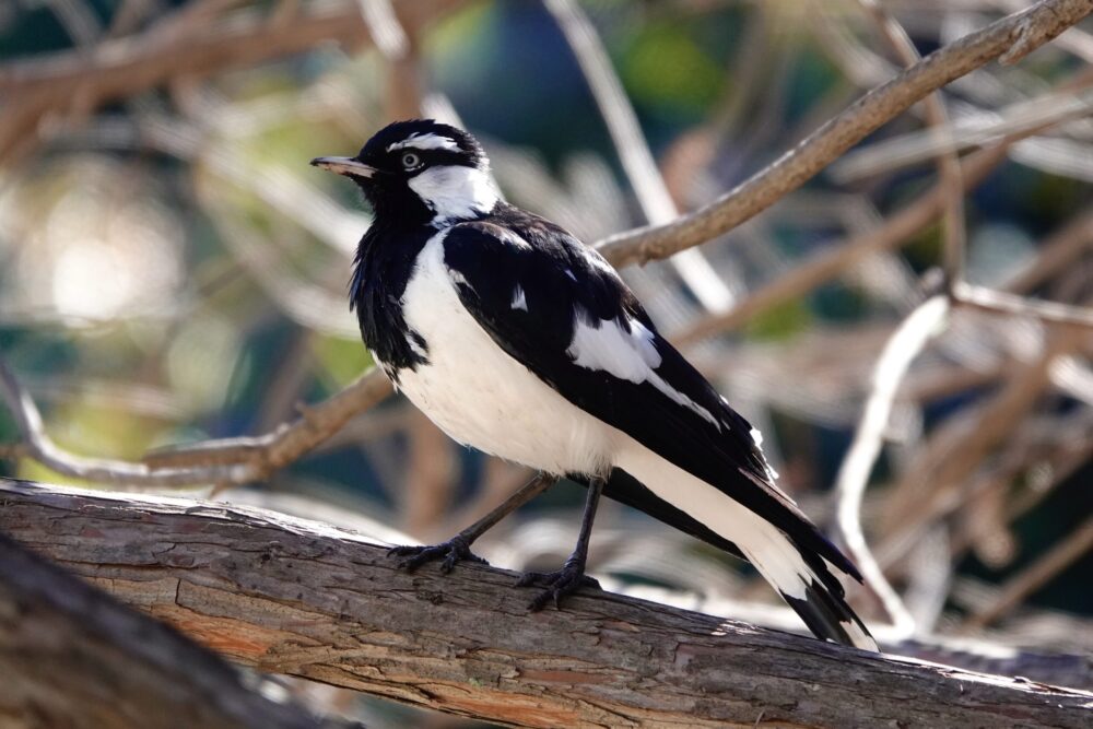 Image of a Magpie-lark