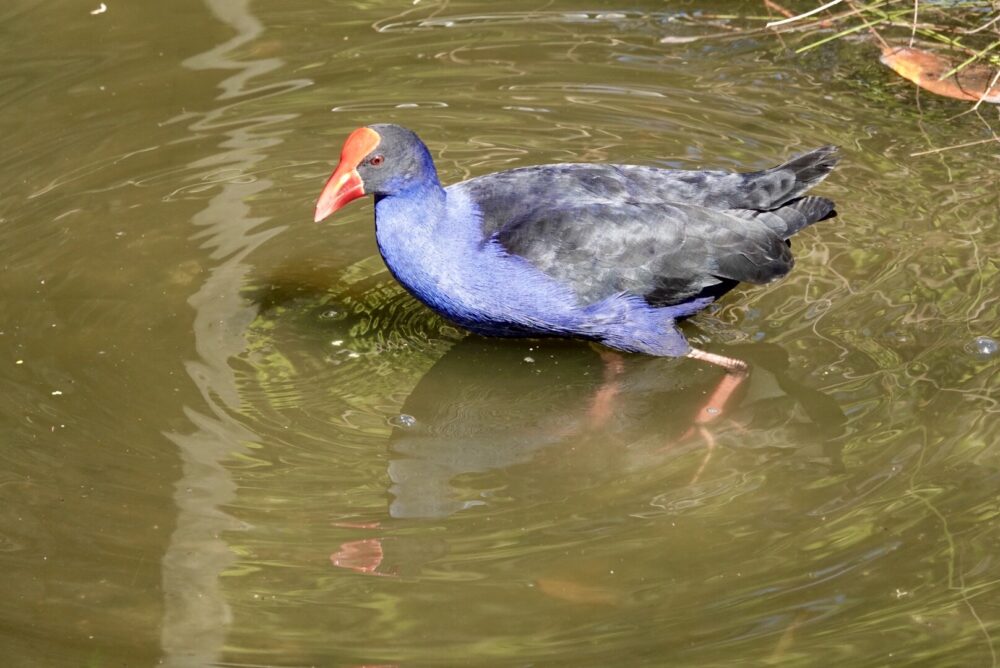 Image of a Purple Swamphen