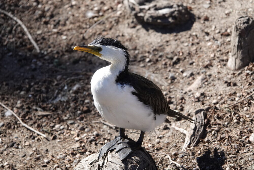 Little Pied Cormorant