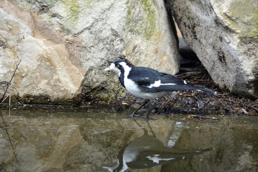 Image of a Magpie-lark