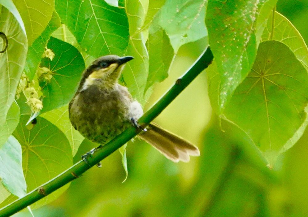 Image of a Mangrove Honeyeater