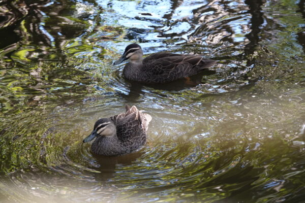 Pacific Black Duck